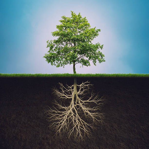 The Importance of Trees and Planting in Judaism